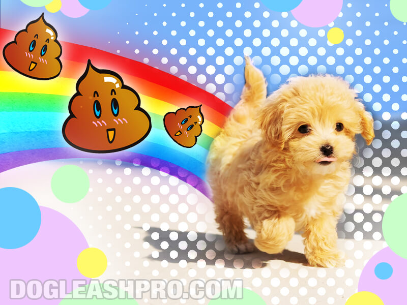 how-many-times-a-day-should-a-puppy-poop-dog-leash-pro