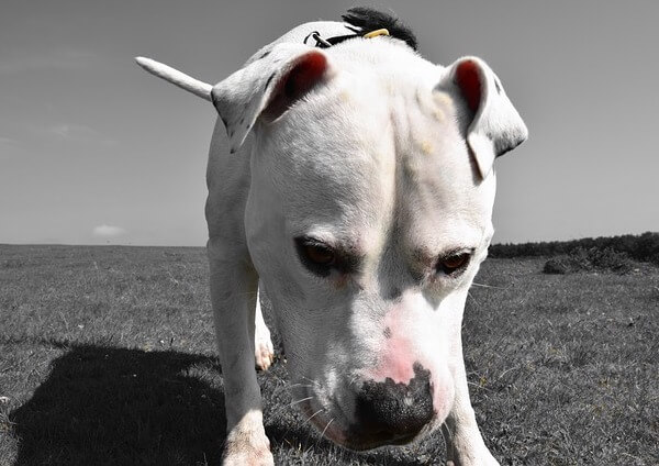 Bulldog Mix Pitbull puppies