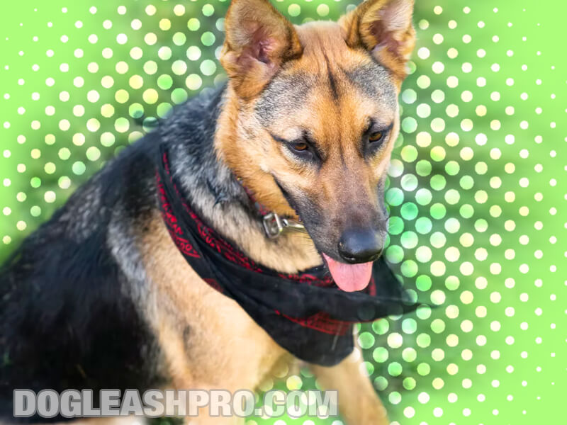Short Haired German Shepherds: Complete Guide - Dog Leash Pro
