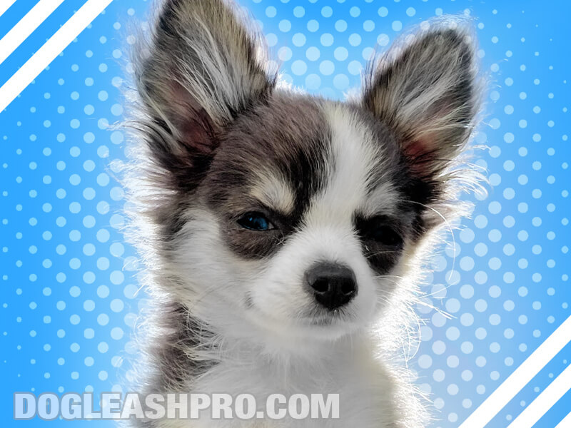 Teacup Pomskies