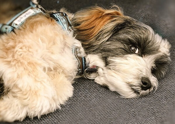 bernese aussiedoodle