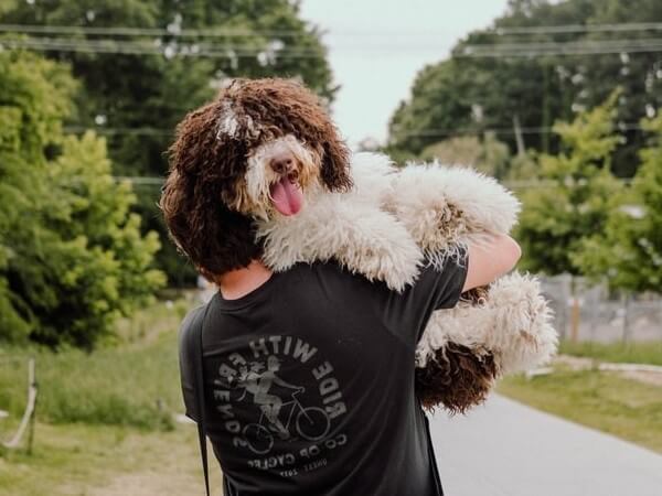 Australian Bernedoodle breeders ontario