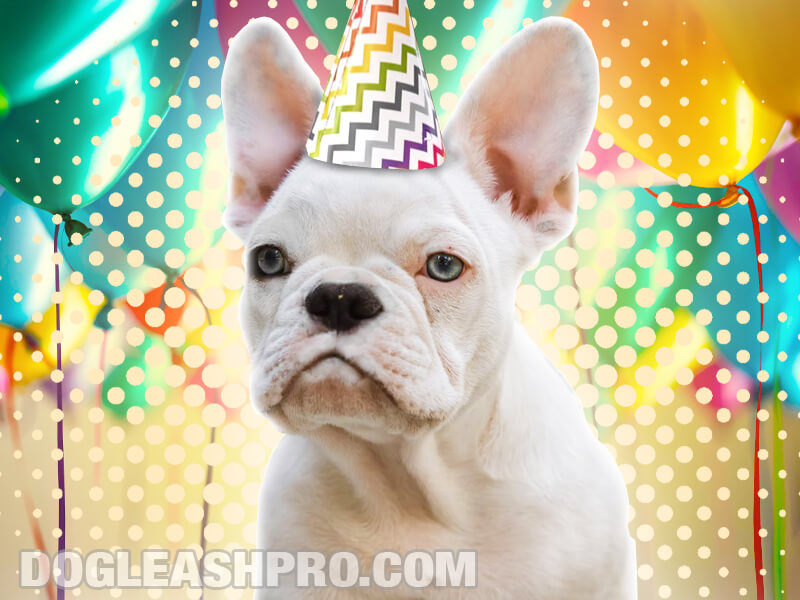 White French Bulldog