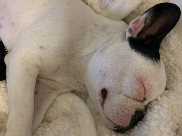 Black and White Frenchie