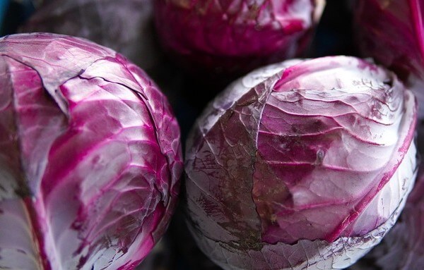 is red cabbage good for dogs