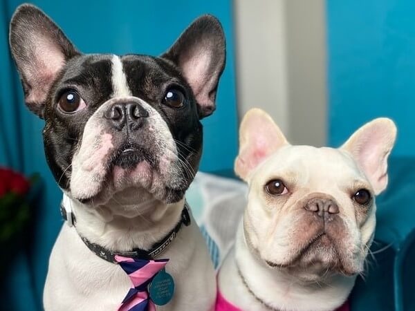 french bulldog white and tan