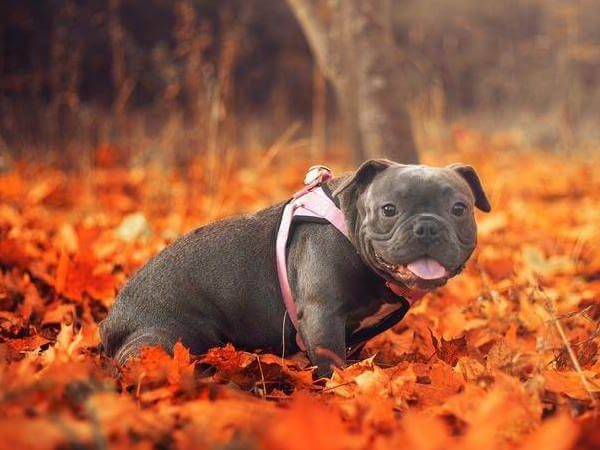 French Bulldog and bully Mix