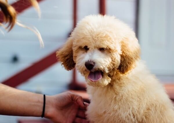 Merle parti Poodle puppies