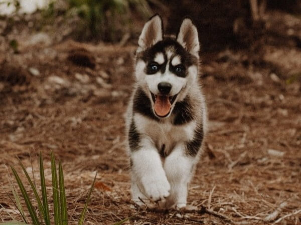 pomsky teacup