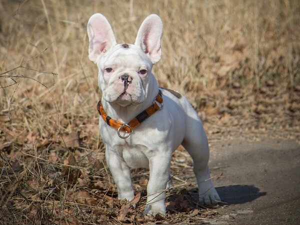 white french bulldogs