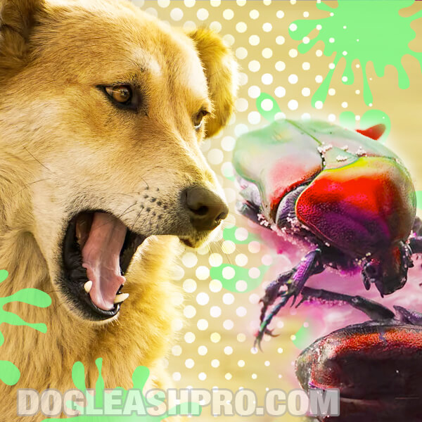 Can Dogs Eat Bugs? - Dog Leash Pro