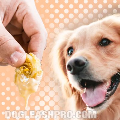 Can dogs eat pork scratchings Clearance