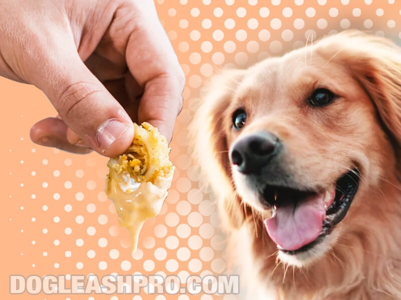 Can Dogs Eat Calamari