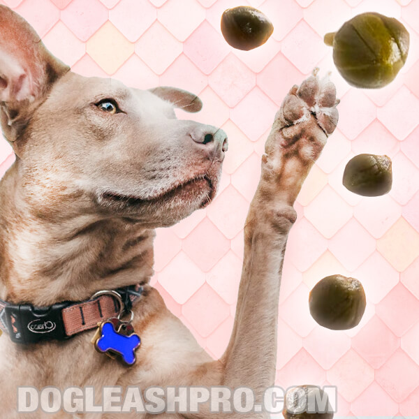 Can Dogs Eat Capers
