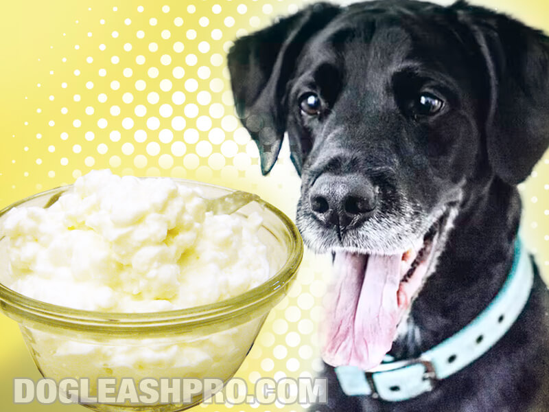 Can Dogs Eat Cottage Cheese