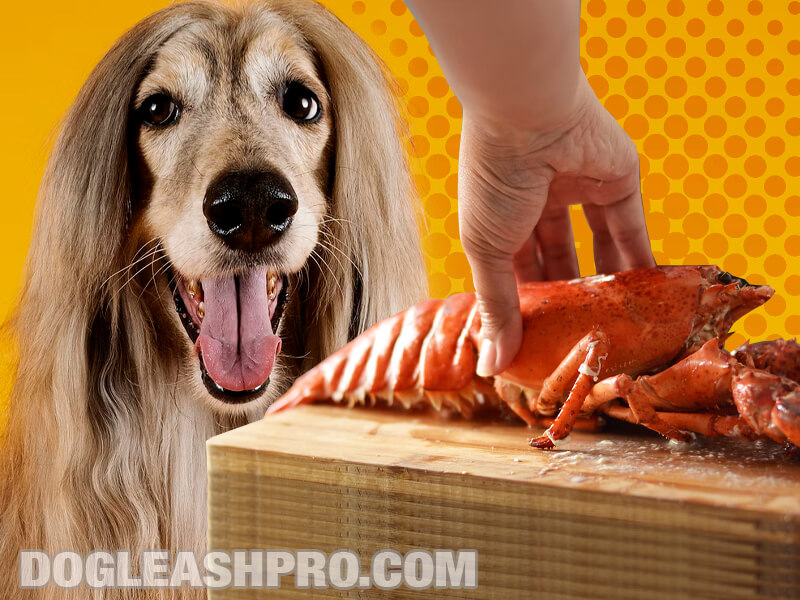 Can Dogs Eat Lobster