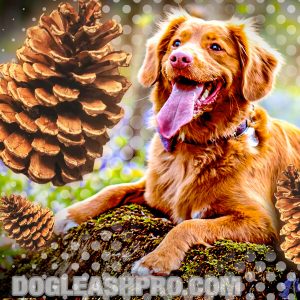 Can Dogs Eat Pine Cones