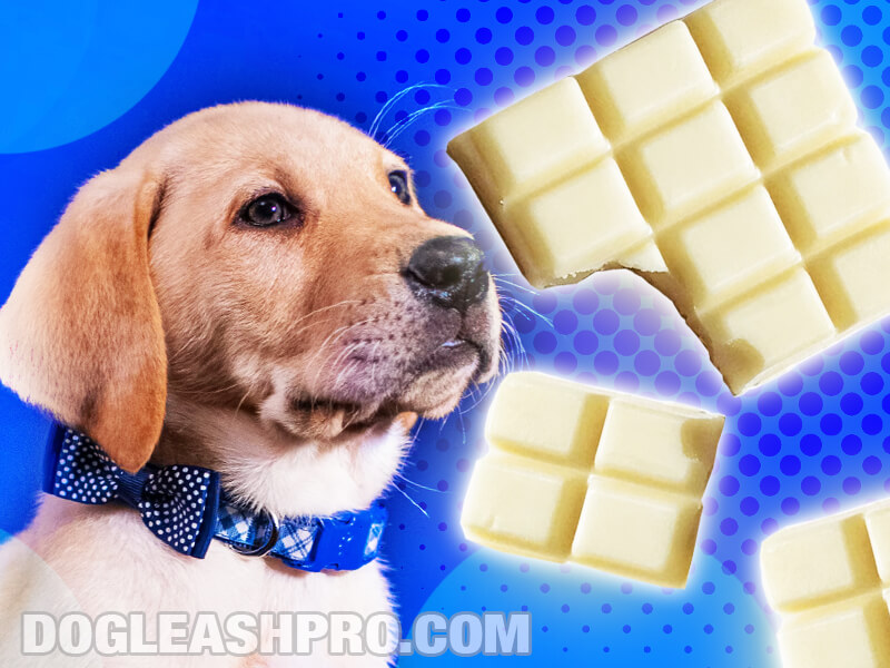 Can Dogs Eat White Chocolate