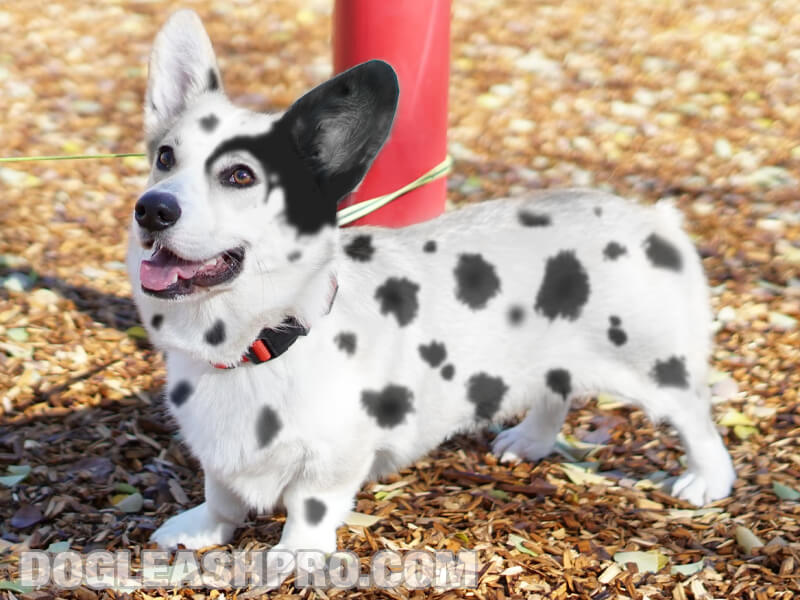 Dalmatian mixed sale with corgi