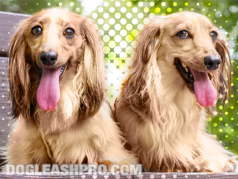 Cream Long Haired Dachshund: Complete Guide - Dog Leash Pro