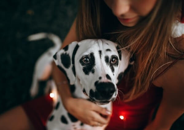 Dalmatian cross breeds with Corgi