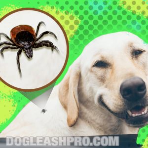 Dried Dead Tick On Dog