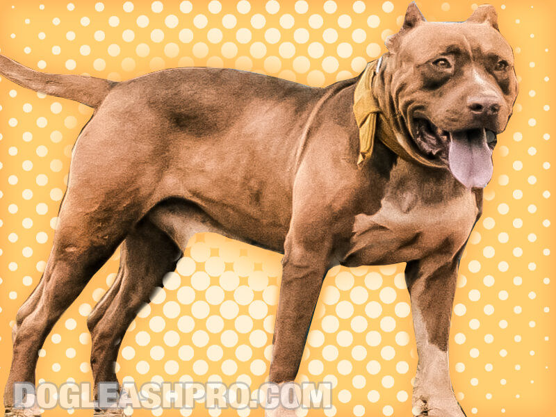 are female pitbulls aggressive