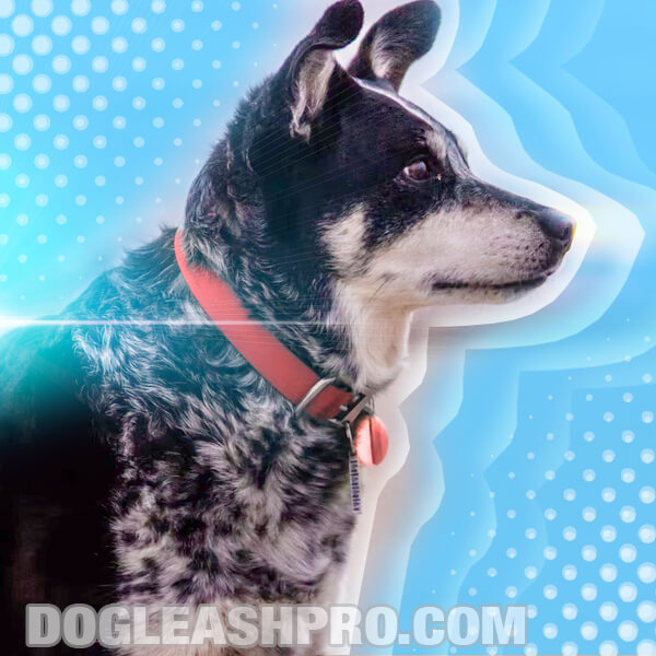 Mini Blue Heeler: Complete Guide - Dog Leash Pro