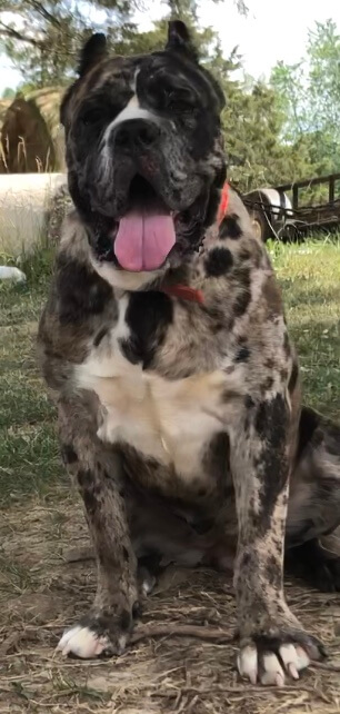 American Mastiff dog