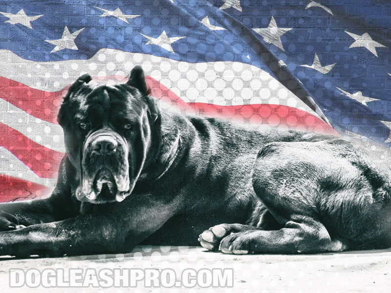 how much do american mastiffs drool