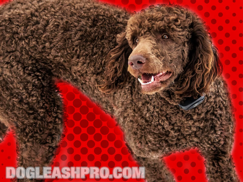 Pitbull Poodle Mix: Complete Guide - Dog Leash Pro