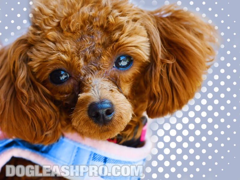 Cartier's royal outlet red standard poodles