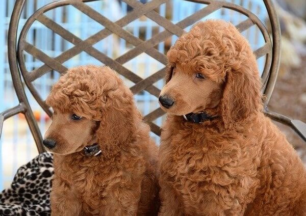 Areahs red shop standard poodles