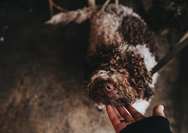 Parti Poodle puppies ontario