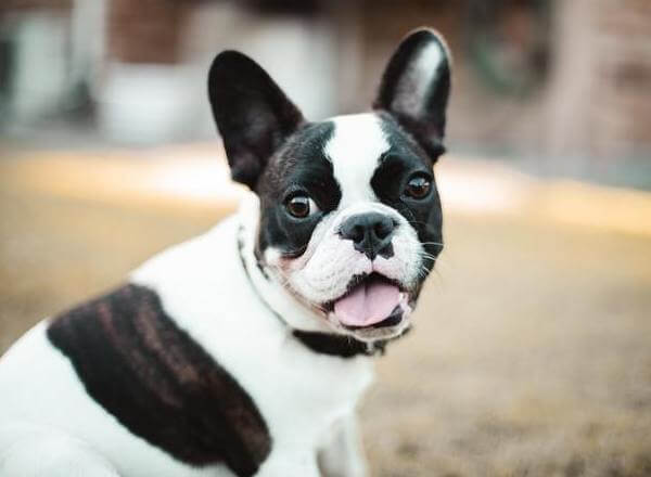 Pied colour French Bulldog