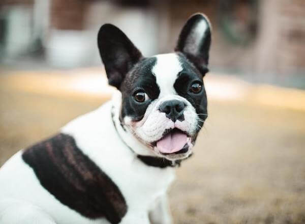 What Colour Is Pied French Bulldog