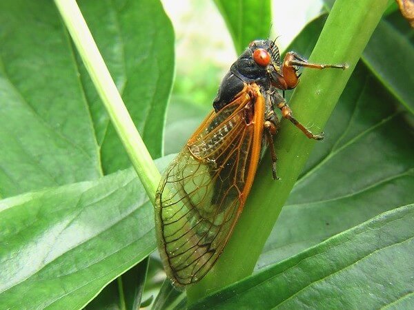 are cicadas poisonous to dogs