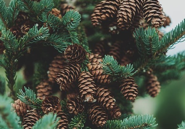 Pine Cones for dogs
