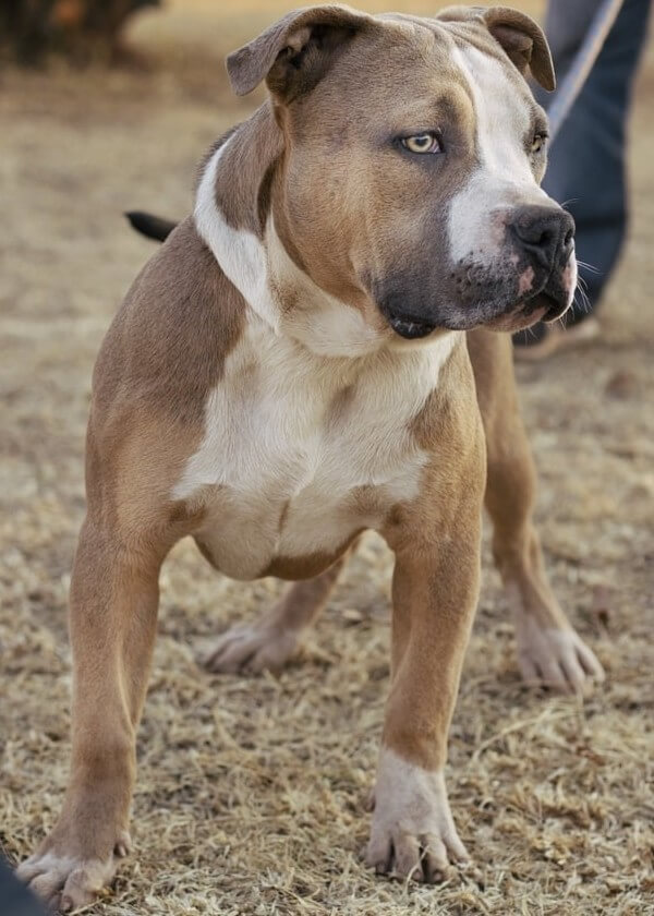 Blue nose razor edge gotti pitbull puppies for sale sale