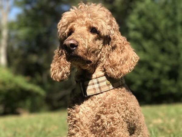 Red standard Poodles for sale near me