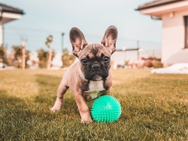 Frenchie Sable