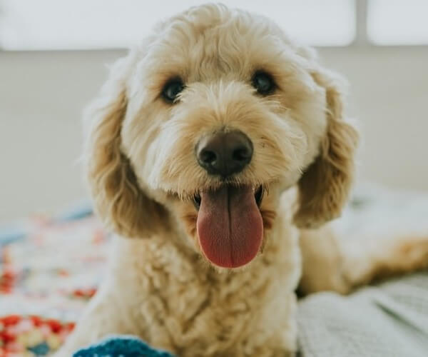 F1b mini Goldendoodle Apricot