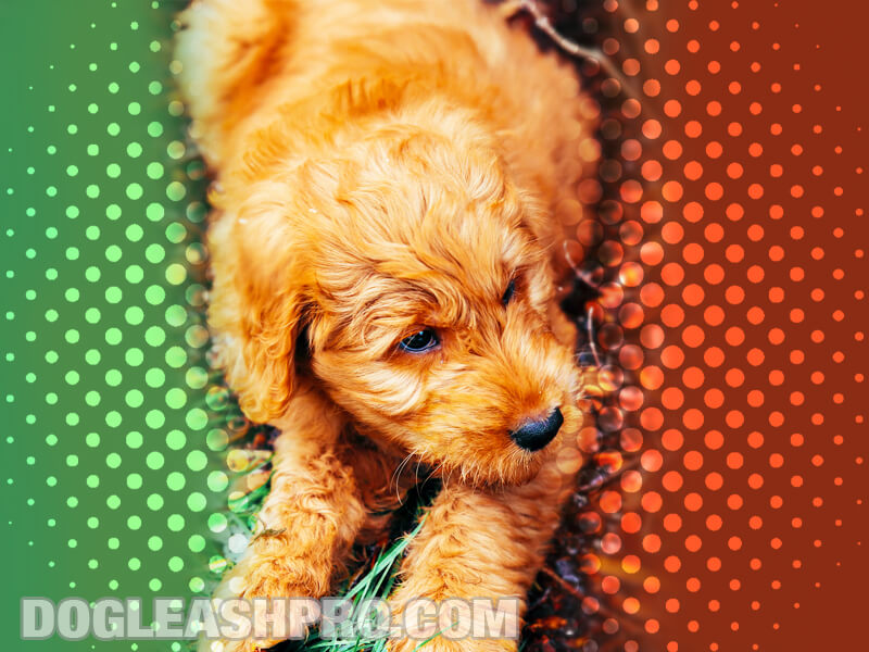 will my goldendoodle change color