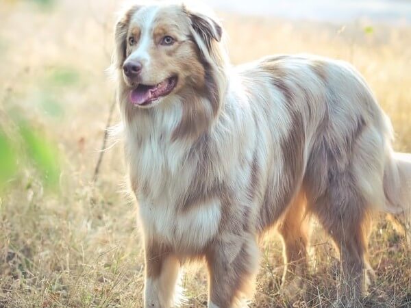 catahoula leopard dog australian shepherd mix puppy