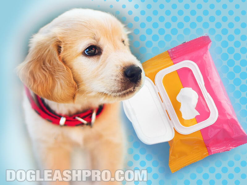 Can You Use Baby Wipes On Dogs