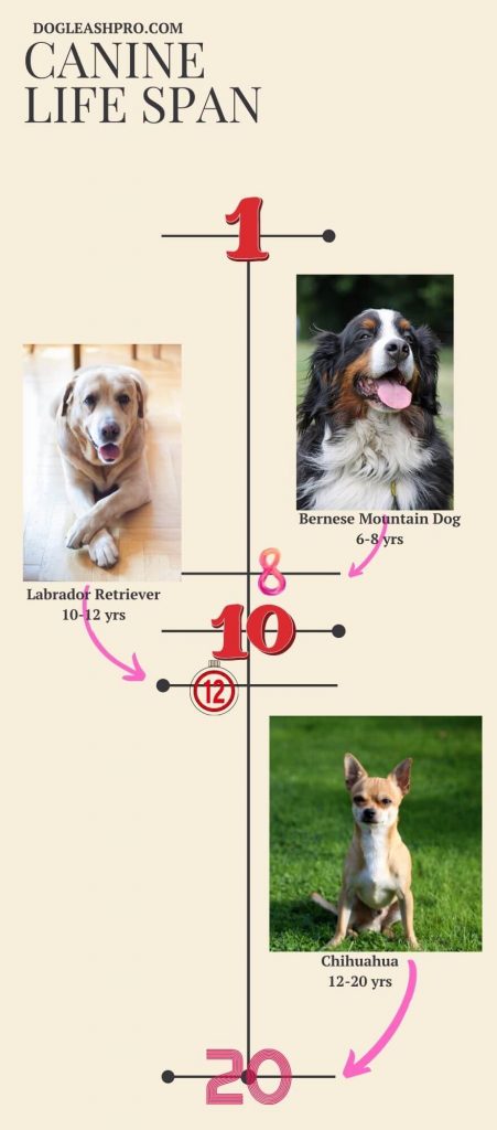 What is the average Lifespan of a French Bulldog