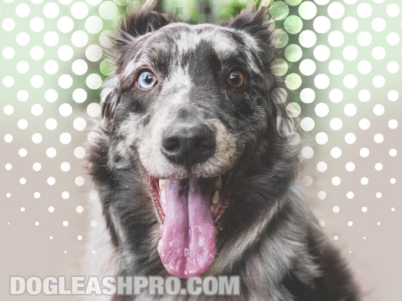 catahoula leopard dog australian shepherd mix puppy