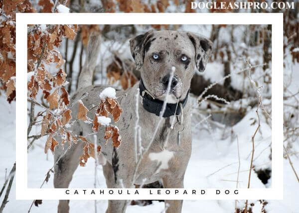 Catahoula German Shepherd