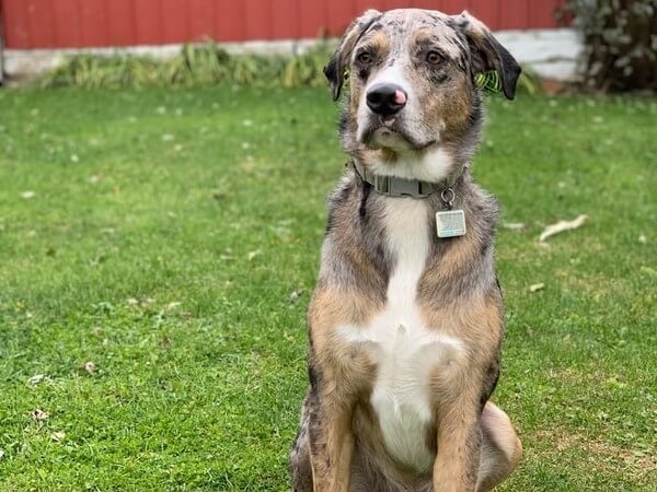 catahoula leopard dog australian shepherd mix puppy