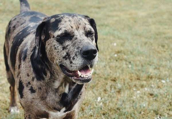 Catahoula Leopard Dog